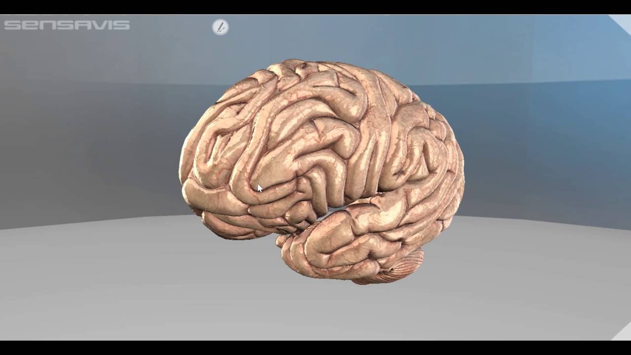 Learning About Alzheimer's Disease In The 3D Classroom - YouTube