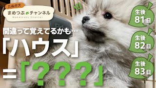 子犬が飛び起きる魔法の言葉【生後2ヶ月・ポメラニアンの赤ちゃん】