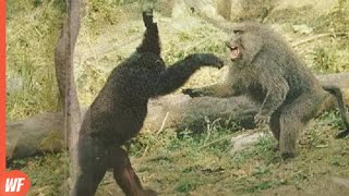 When Baboon Facing Chimpanzee..It Died !