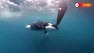 Orcas filmed nudging rudder of yacht in Ocean Race