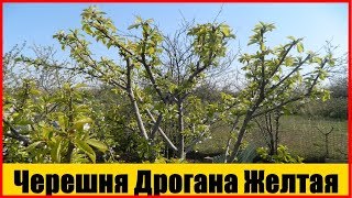 черешня дрогана желтая ||  Желтоплодные сорта черешни