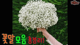 꽃말모음 총정리! Flower language