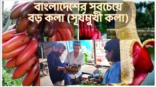 বাংলাদেশের সবচেয়ে বড় কলা সূর্যমূখী  √ Sgurjamukhi Big Banana in Bangladeshi Market at Khagrachhari