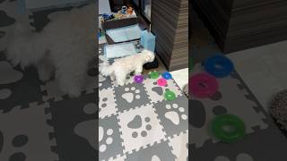 A dog who brings a toy every time he drinks water 🐶 #shorts #cutedog #maltese