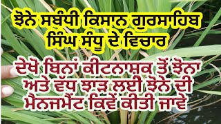 Farmer views on 65 days old Pusa 44  (ਝੋਨਾ ਦਾ ਝਾੜ ਲੈਣ ਸਬੰਧੀ ਕਿਸਾਨ ਦੇ ਵਿਚਾਰ)