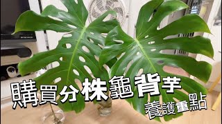 購買分株龜背芋養護重點|根系觀察| Monstera deliciosa |如何檢查龜背芋生病了