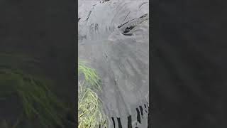 NAGULAT AKO BIGLANG GUMALAW#fishing #unbelievable #fishingvideo #shorts #amazing