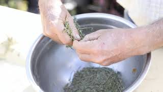 How to harvest dried Thyme