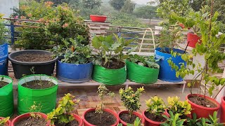 Terrace Garden Overview