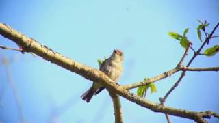 コサメビタキ（1）さえずり（戸隠） - Asian brown flycatcher - Wild Bird - 野鳥 動画図鑑