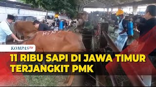 11 Ribu Sapi di Jawa Timur Terpapar PMK, Ini Langkah yang Diambil Pemerintah