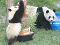 farewell panda tai shan leaves for china