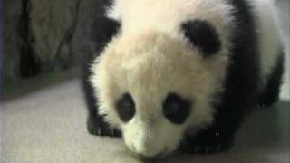 Farewell Panda, Tai Shan Leaves for China