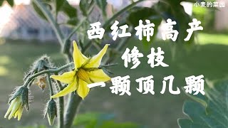 西红柿枝叶这样修，小家庭种能高产，看完你就清楚，还有追肥，在加拿大种西红柿 Part 2, Pruning and Fertilizing of Tomato Plant