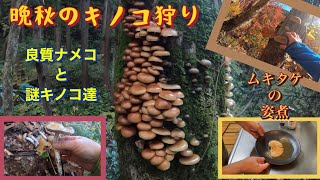 晩秋のキノコ狩り　良質のナメコが採れました　謎キノコ達　山のフカヒレ(ムキタケ)の姿煮