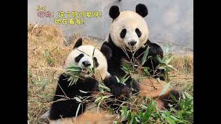 游客问：有一只是园润吗？导游：这不是园润，这是花花闺蜜团！#panda #大熊猫润玥 #大熊猫艾玖