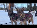 live anna hennessy u0026 elke hall mush into chistochina checkpoint 25 copper basin 300 sled dog race