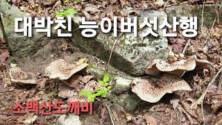 능이버섯 산행 ~ 대박친 능이버섯 산행 ..힘들어도 이런날만 있으면..