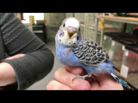 Bird DNA sexing results! Bird DNA sexing results!