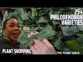 25+ PHILODENDRON VARIETIES | PLANT SHOPPING & PRICES | The Plant Aisles Ep 2