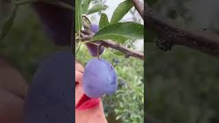 Eating purple plum meme(original video)