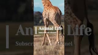 welcome to channel animal life