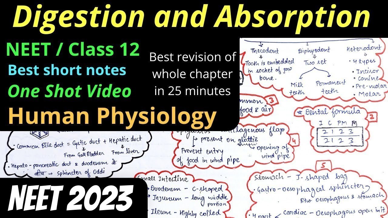 Digestion And Absorption One Shot Video Mind Map For Class 11 NEET Best ...