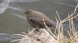 Brown Dipper