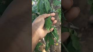 🥰எங்க தோட்ட குட்டி பாகற்காய் #shorts #4k #nature #garden #viral