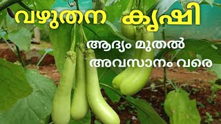 വഴുതന കൃഷി ആദ്യം മുതൽ അവസാനം വരെ #brinjal farming@PETSFACTORY