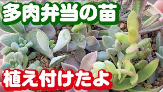 おくさまがくれたお土産の多肉弁当をバラして植えたよ#多肉植物栽培 #多肉弁当