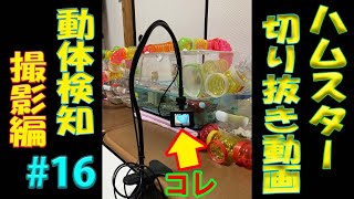 【アクションカメラの】ハムスター切り抜き動画#16【間違った使い方】