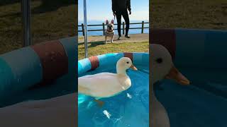 命の危機にさらされるアヒル　#shorts #コールダック #duck