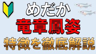 【竜章鳳姿】魅力と飼育のポイント〜メダカの王様の育て方とは？