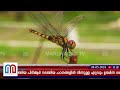 പുതിയ ഇനം ജൈവവൈവിധ്യങ്ങളെ കണ്ടെത്തി new dragonfly species