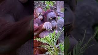 Watch This Adorable Orangutan Family and Smile#shorts#orangutans#funnyvideo#funnyanimals