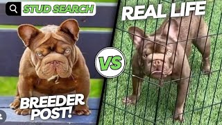 The secret every dog breeder needs to know about choosing a stud !