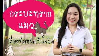 กระบะทรายแมว เรื่องที่ทาสแมวต้องรู้ | pet care onair