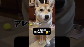 ネックウォーマー再び #shorts #柴犬 #dog