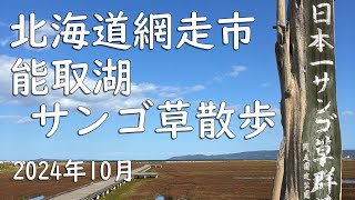 北海道　網走市　能取湖サンゴ草群落地　散歩　Hokkaido, Abashiri Quasi-National Park Ubaranai Picnic Site Walk