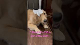 悪さばかりする犬にイタズラ笑（ライト） #ゴールデンレトリバー #ゴールデンレトリバー仔犬