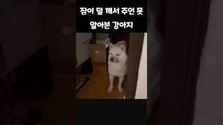 잠이 덜 깨서 주인 못 알아본 강아지