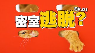 大挑战！4只猫玩密室逃脱，5分钟内谁能逃出？【喵来啦】