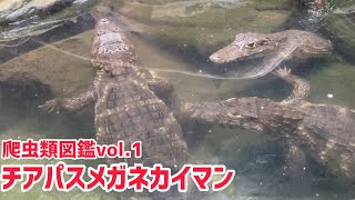 爬虫類図鑑vol.1 チアパスメガネカイマン