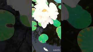 white lotus #shorts #shortvideo