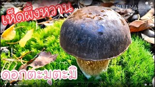 เห็ดผึ้งหวาน Ep3 (9/11/2019), Picking porcini mushrooms.