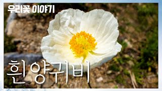 [우리꽃 이야기. 26]   흰양귀비