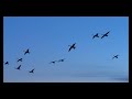 三日月に舞う白鳥たち　swans early spring in hokkaido　4k動画