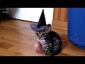 FUNNY CATS MEMES COMPILATION V09