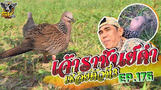 ต่อนกเขาใหญ่ | เจ้าราชันย์ดำ | เชลยตัวที่3 EP.176